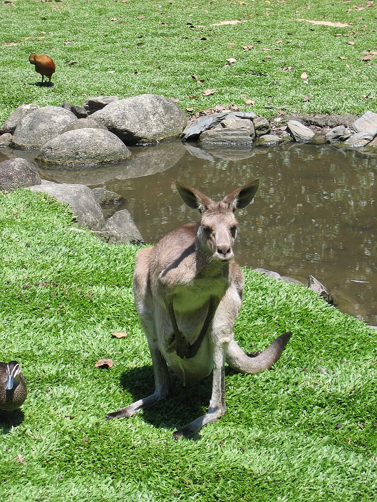 CairnsTC297 Wildlife Habitat.jpg